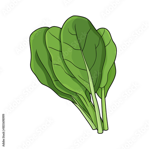 Fresh green spinach leaves illustration isolated on white background