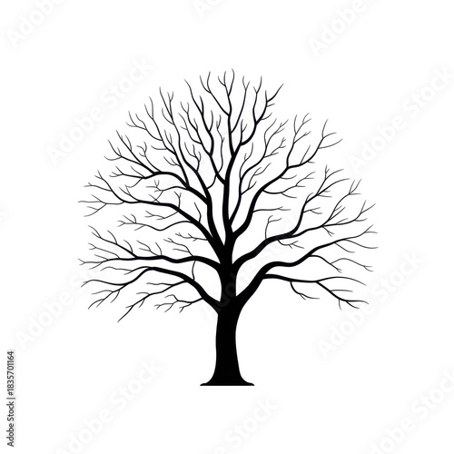 Isolated silhouette of bare tree without leaves on white background.  
