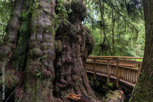 Rockaway Big Tree Boardwalk, Oregon Coast Highway 101	