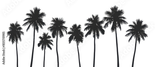 PNG Palm trees silhouette outdoors nature 
