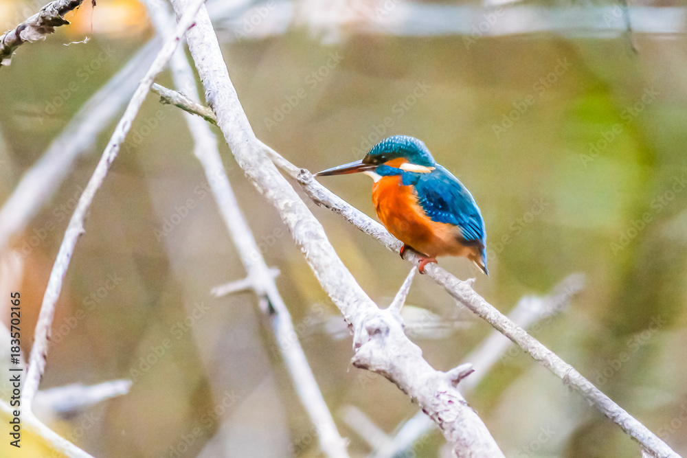 Fototapeta premium Eisvogel