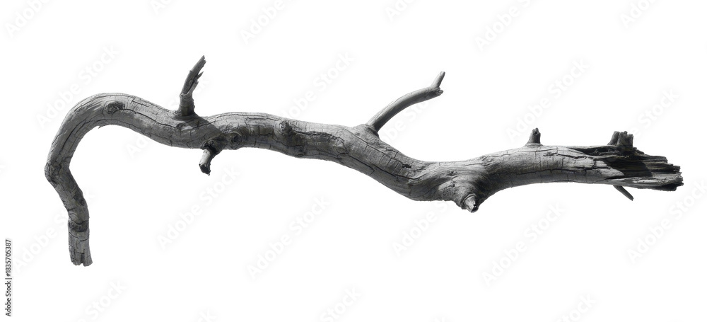 Obraz premium Dead tree branches with cracked bark. Isolated on transparent background 