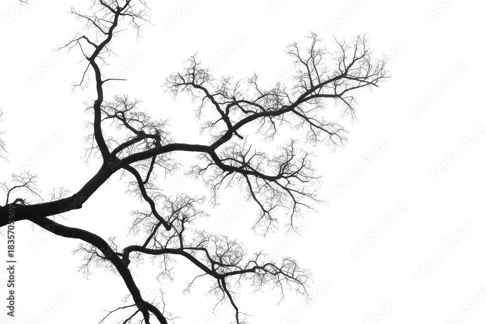 Fototapeta premium Silhouette tree 