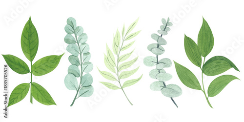 Watercolor herbs set. Green garden plants. Leaves and branches of fern, eucalyptus, olive