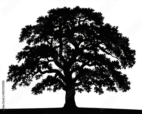 Black and white oak tree silhouette isolated on white background. 
