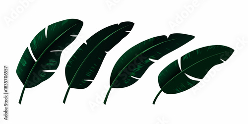 Four dark green banana leaves on a white background