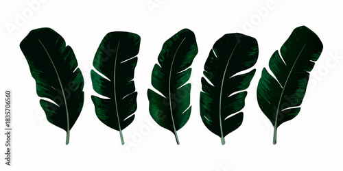 Dark green banana leaves isolated on white background for tropical design