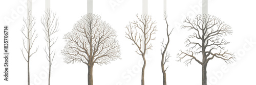 dead trees or dry tree collection isolated on white background. 
