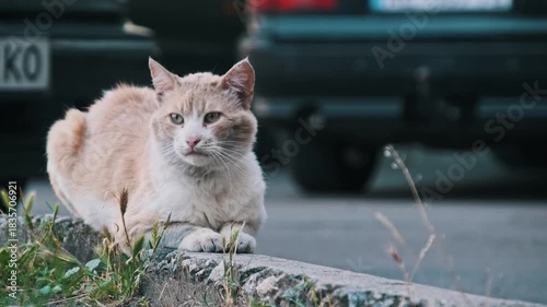 An observant ginger and white street cat rests on a concrete curb, briefly turning its head while watching its surroundings. Blurred cars in the background evoke a quiet urban street scene.