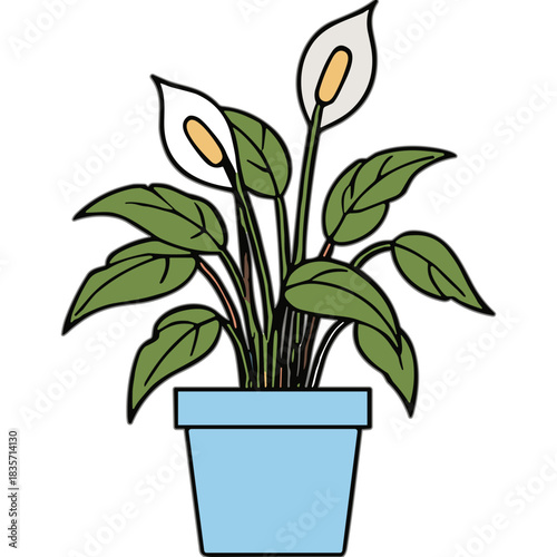 A Potted Peace Lily Plant with White Flowers and Green Leaves in a Light Blue Pot Isolated on a Transparent Background Ideal for Interior Design and Botanical Illustrations