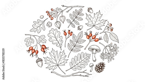 Hand-drawn Autumnal Elements Collection: Leaves, Berries, Mushrooms, and Acorns on White Background