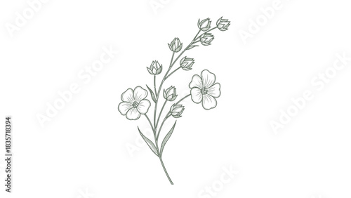 Delicate hand-drawn flax flower illustration on a clean white background emphasizing botanical art