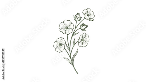 Elegant Floral Line Art Illustration of a Wildflower Branch on White Background