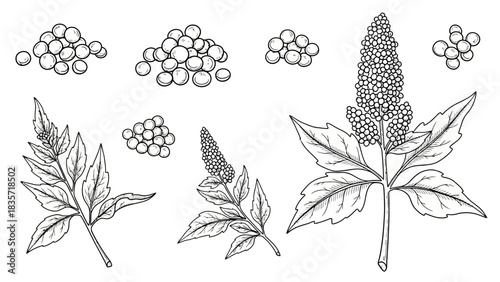 Botanical illustration of sambucus flowers and berries isolated on white background