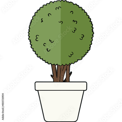A Topiary Tree in a White Pot Isolated on Black Background with Green Foliage and Brown Stems Representing Outdoor Garden Element
