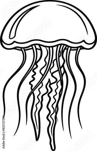 jellyfish vector