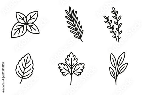 Culinary Herb Icons. Line style icons of Culinary Herbs: basil leaves, rosemary sprig, thyme branch, parsley bunch, mint leaf,