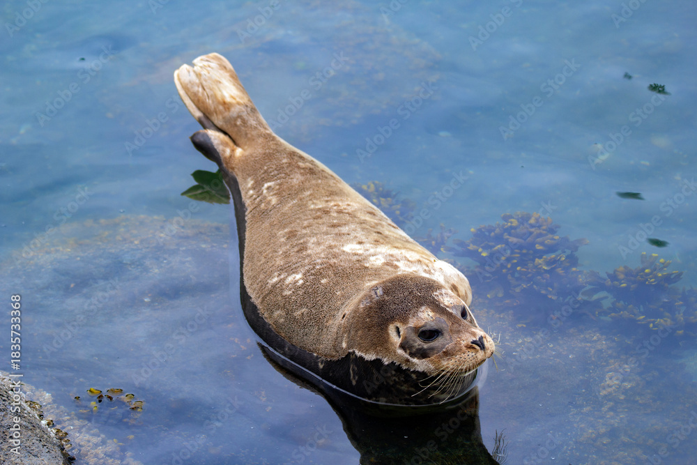 Fototapeta premium Fluffy brown baby seal is laying on the rock in the sea.