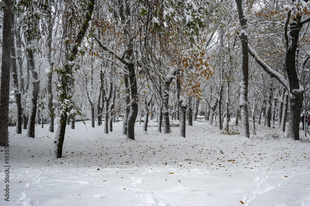Fototapeta premium Winter Landscape of South Park in city of Sofia, Bulgaria
