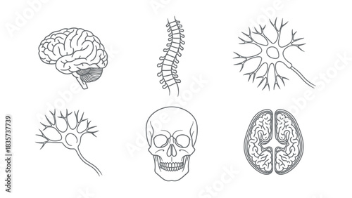 Anatomical Outlines: A Medical Illustration Showcasing Key Human Body Structures in Detail
