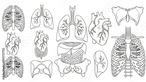 Detailed anatomical sketches displaying various human internal organs and skeletal structures