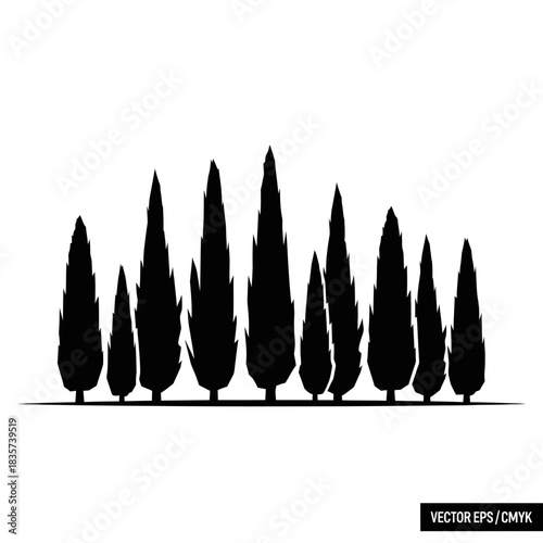 Cypress Tree Silhouette Against a Clear White Background, Artistic Composition