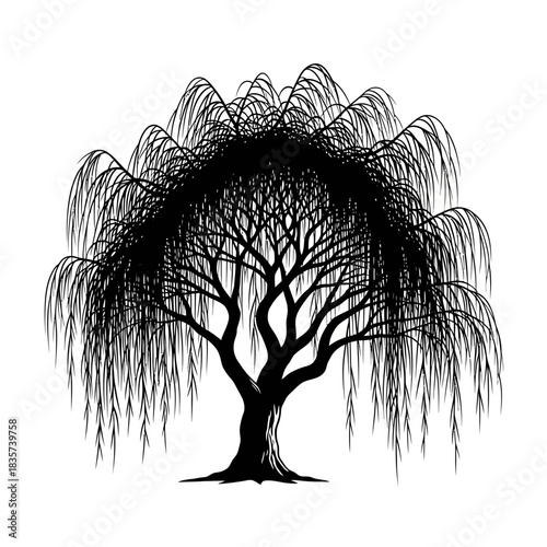 Solitary Weeping Willow Silhouette Against Blank White Canvas Backdrop