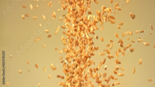 Wheat grains fall on a light background. Filmed on a high-speed camera at 1000 fps. High quality FullHD footage