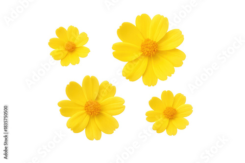 Wallpaper Mural Yellow coreopsis flowers scattering with bright petals, symbolizing spring, nature, and growth on a transparent background Torontodigital.ca