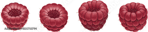 Progressive raspberry illustration from simple to detailed, fruit anatomy evolution, CAD drawing flat vector illustration, realistic berry rendering stages