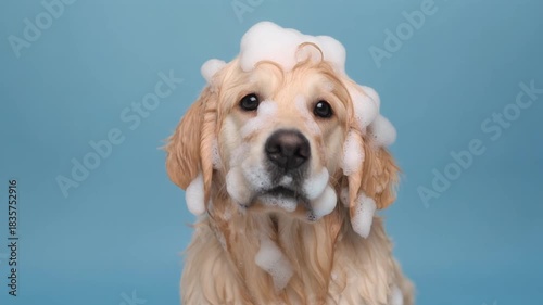 Cute Golden Retriever Gets Soap Bath With Bubbles in Bright Setting for Fun Cleaning Time