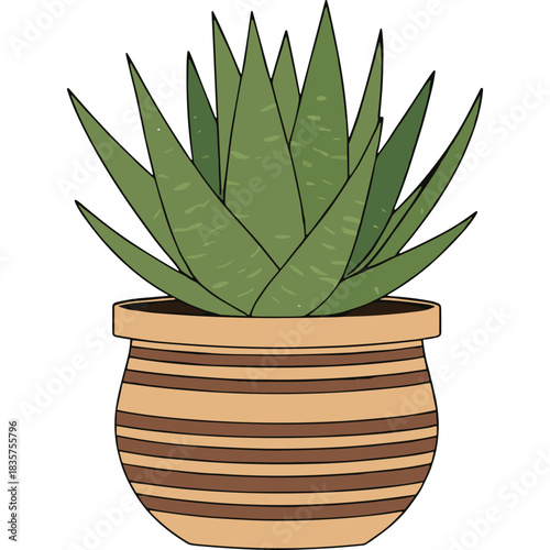 Green Aloe Vera Plant in Striped Terracotta Pot Isolated on Black Background with Detailed Leaves and Natural Textures