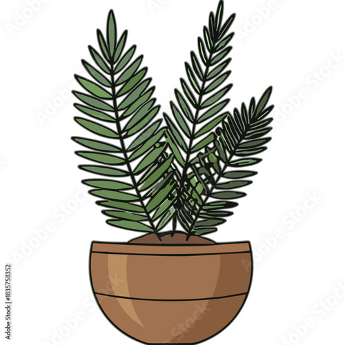 Green Potted Plant with Fern-like Leaves in a Terracotta Pot Isolated on a White Background