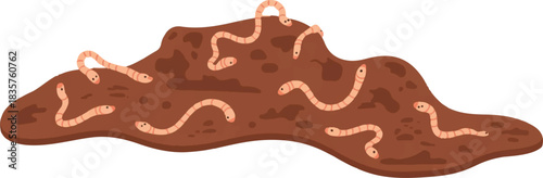 chocolate chip cookies on white background