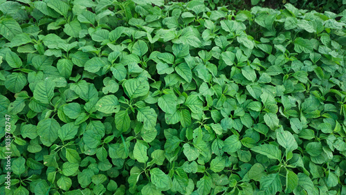Wallpaper Mural Young Spinach Sprouts in Vegetable Farm Torontodigital.ca