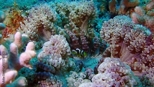 Footage of Clownfish and anemone at Tioman island