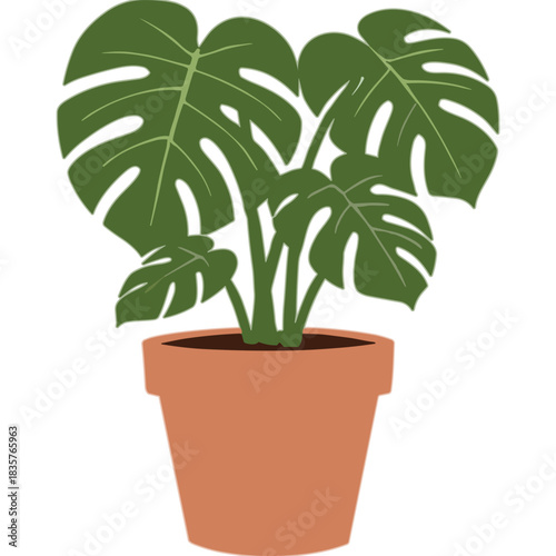 Healthy Green Monstera Deliciosa Plant in a Terracotta Pot with Dark Green Leaves and Brown Soil on a Plain Background