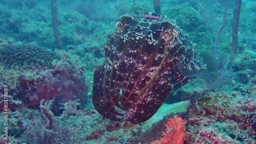 Footage of cuttlefish at Tioman Island