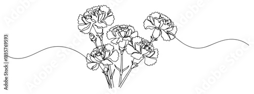 Carnation flowers continuous line art drawing vector illustration