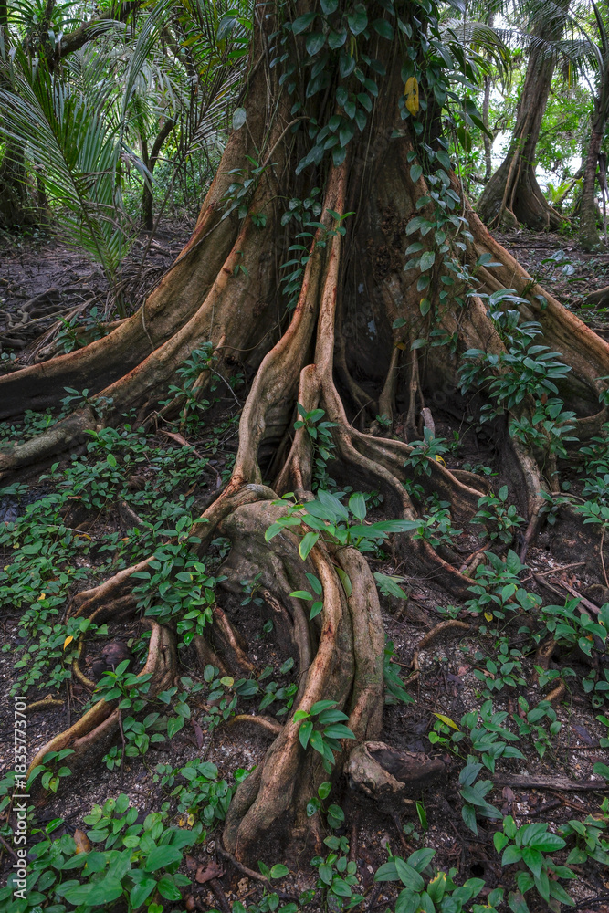 Fototapeta premium Bocas del Toro, Panama - November 25, 2025: Detail of a tree in a wooded area on Carenero Island in the Bocas del Toro Archipelago, Panama.