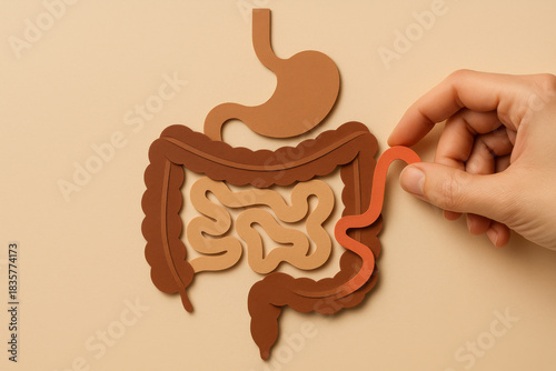 Hand aligning paper cut digestive tract, symbolic concept of gut regulation and care. This minimal composition on warm neutral background represents digestive health