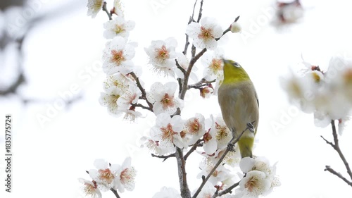 梅の花の蜜を吸う野鳥メジロの4Kスローモーション動画