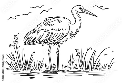 Stork or heron bird standing in water marsh nature vector sketch