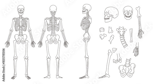 Detailed vector illustration showcasing a complete human skeletal system with various views and individual bone components, perfect for educational or medical design projects.