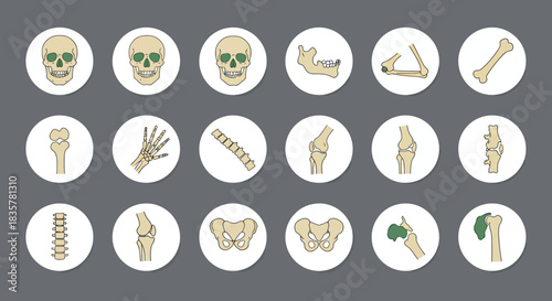 Anatomical vector illustration depicting a set of human joints and bones, showcasing skeletal structure and anatomical details in a clean, modern design style.