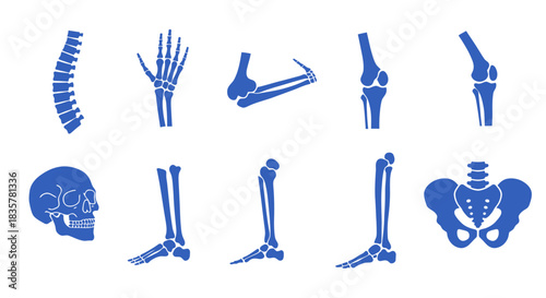 A comprehensive vector set illustrating various human body joints and skeletal bones, presented as blue silhouettes on a clean white background for medical education.