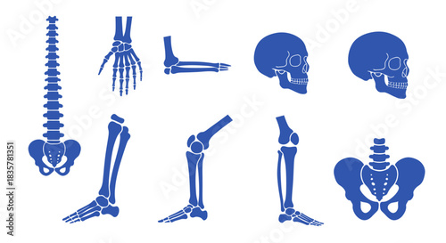 A detailed vector illustration showcases a set of human joints and bones, providing a clear and educational depiction of the skeletal system in a clean, clinical style.