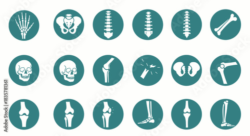 Anatomical vector illustration set showing different human joints and bones, ideal for medical, educational, and healthcare designs, presented in a clean, modern style.