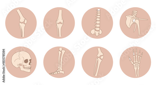 A comprehensive vector set illustrating various human joints and bones, including the knee, spine, skull, and hand, presented as isolated medical icons.