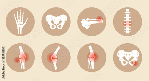 A detailed vector illustration showcases a set of human joints and bones, highlighting various skeletal elements with a focus on anatomical accuracy and medical representation.